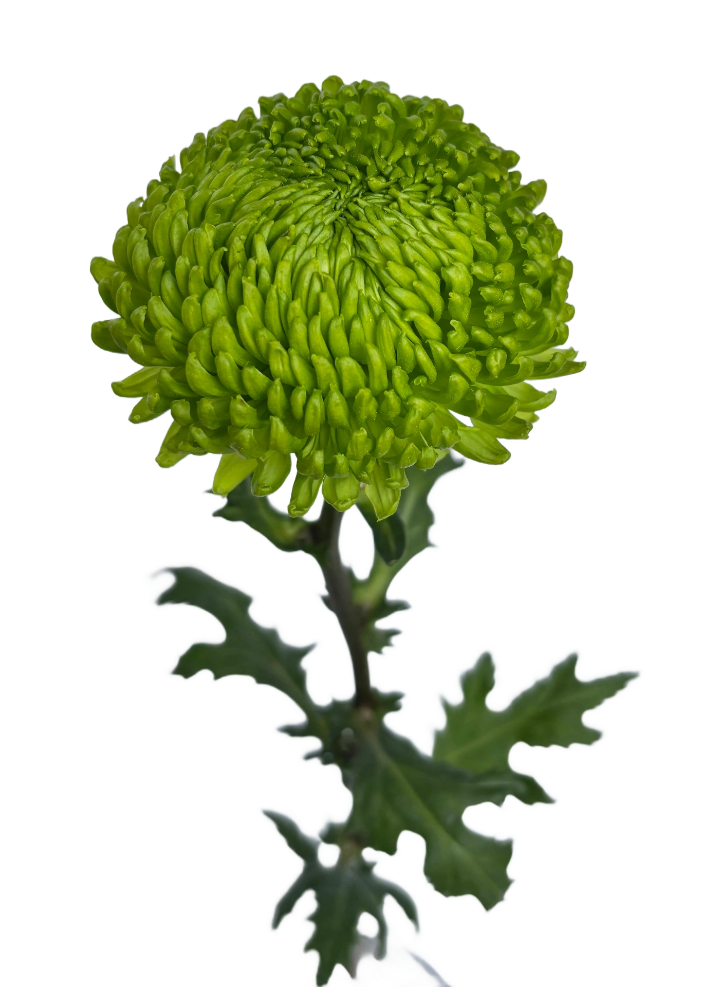 ALEMANI