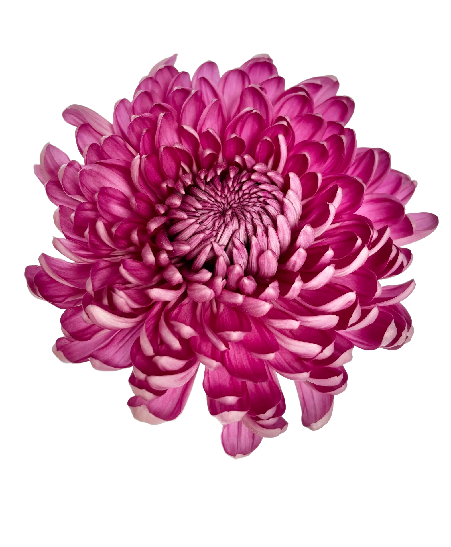CONTESSA